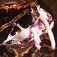 Untamed and Uncut: Snake Regurgitates Antelope