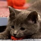 Puppy Bowl II: Bissel Kitty Half Time Show