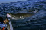 Weird True & Freaky: Great Whites and the Red Triangle