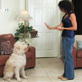 Petfinder: Stay