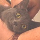 Emergency Vets: Highway, the Kitten