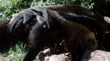 News: Giant Anteater