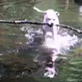 Bissell Pet Games Week 5: Abby Retrieves a Tree
