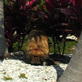 Petfinder: Digging