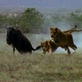Killer Clips: Lions Catch Wildebeest