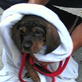 Petfinder: Graphic Master