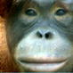Orangutan Island: Orangutan 911