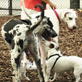 Petfinder: Dog Parks and Good Play vs. Bad Play