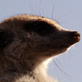 Meerkat Manor: The Next Generation Episode 3