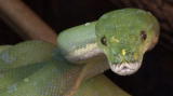 News: Green Tree Python