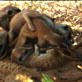 Meerkat Manor: Work Hard Play Hard