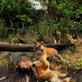 Tiger: Spy in the Jungle: Tigers Cubs in Training