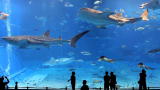 Blue August: Beautiful Aquarium Music Video