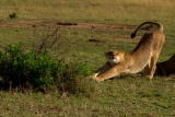 Planet's Best: Masai Mara Lions