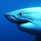 Shark Bites: Bait Test