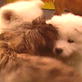 Puppy Bowl III: Puff Balls Gang Up