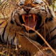 Tiger: Spy in the Jungle: New Technology