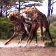 Untamed and Uncut: Giraffes Battle One Another