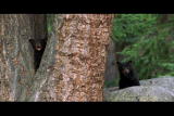 Natural World: Black Bear Smarts