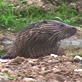 Saving Grace the Otter: Webisode 9