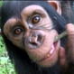 Escape to Chimp Eden: Chimp Liberation