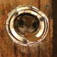 Spring Watch U.S.A.: Flying Squirrel Snacks