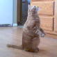 Bissell Pet Games Week 4: Tricks for Treats