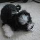 Hilarious Dogs: Mochi vs The Ice Cube