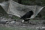 Weird True & Freaky: Wreaking Havock On A Hammock
