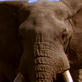 Happy Mother's Day: Elephants