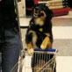Bissell Pet Games Week 8: Dakota Goes Shopping