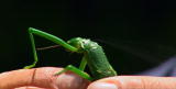 Buggin' With Ruud: Stick Insect Defense