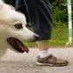 National Body Challenge - People 'n Pets: Walk a Hound, ...