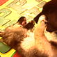Puppy Bowl III: Long Wrestle