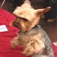 Pet Trends with Maggie Gallant: Poker Anyone?