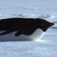 Planet Earth: Favorite Animals