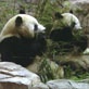Panda Behavior: Eating