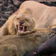 play video on Animal Planet
