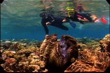 Ms. Adventure: Barrier Reef Mating