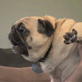 It's Me or the Dog: Pug with Attitude