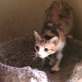 Animal Cops Detroit: Cat House