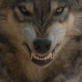 Animal Planet Promos: Living With the Wolfman Big Teeth