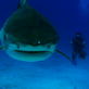 Shark Bites: Tiger Shark