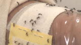News: Humans Made Invisible to Mosquitoes