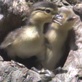 play video on Discovery Channel