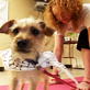 National Body Challenge - People 'n Pets: Do-ga