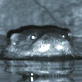 Saving Grace the Otter: Webisode 26