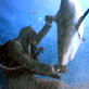 Discovery Promos: 15 Sec Shark Week Promo - Sharkman