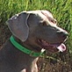 Breed All About It: Weimaraner
