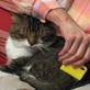 Petfinder: Cat Grooming Bayer